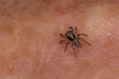 Pseudeuophrys lanigera