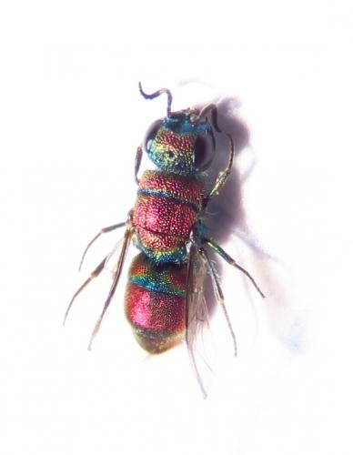 Réf. 169 157 : Chrysis cortii