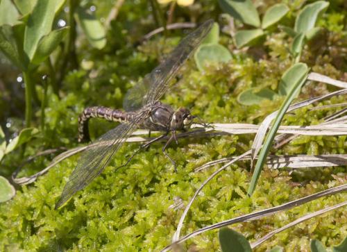 Réf. 169 714 : Aeshna caerulea