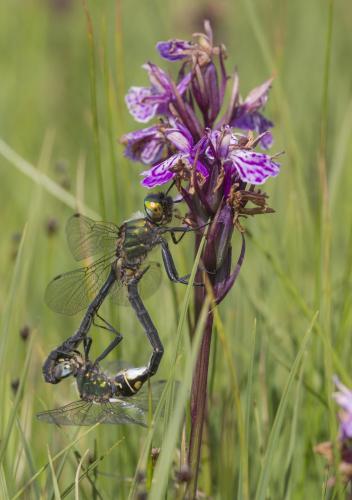 Réf. 169 640 : Somatochlora alpestris