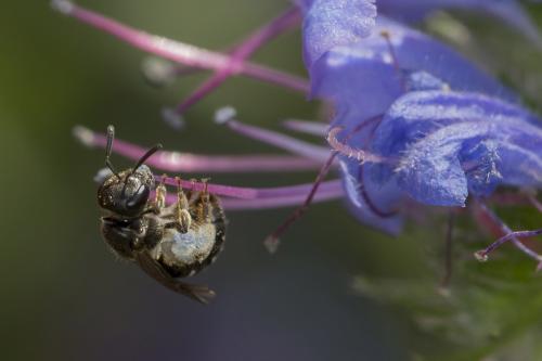 Réf. 169 410 : Lasioglossum sp.