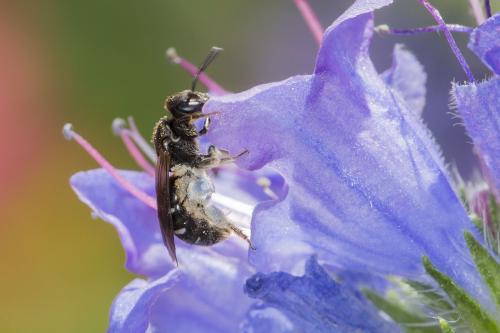 Réf. 169 411 : Lasioglossum sp.