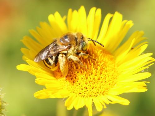 Réf. 169 829 : Tetraloniella sp.