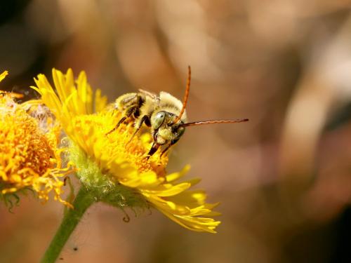 Réf. 169 749 : Tetraloniella sp.