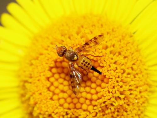 Myopites apicatus