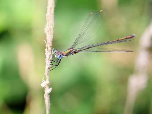 Chalcolestes viridis