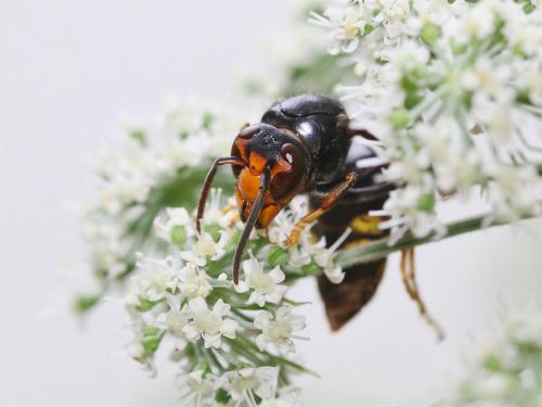 Vespa velutina