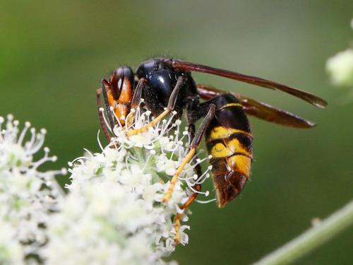 Vespa velutina