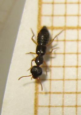 Réf. 169 053 : Rugilus sp.