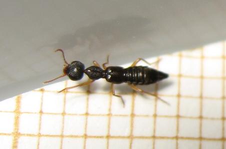 Réf. 169 052 : Rugilus sp.