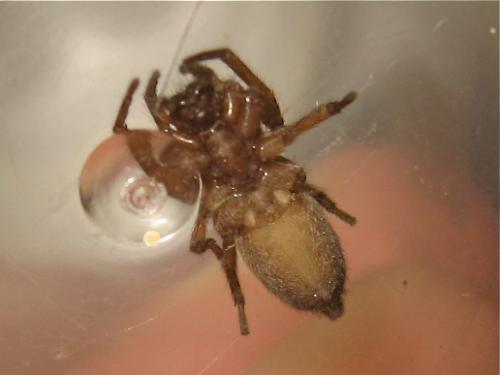 Réf. 169 182 : Clubiona comta
