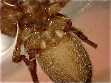 Réf. 169 354 : Clubiona comta