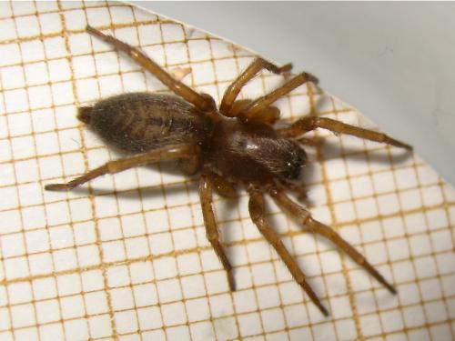 Réf. 169 181 : Clubiona comta