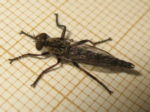 Tolmerus sp.