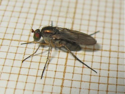 Dolichopus sp.