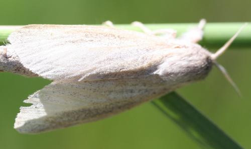 Phragmataecia castaneae