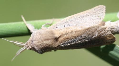 Phragmataecia castaneae