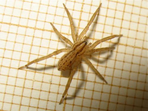 Zora spinimana