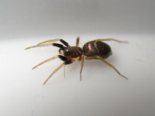 Micaria pulicaria