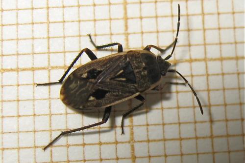 Graptopeltus lynceus