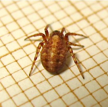 Réf. 169 489 : Cercidia prominens