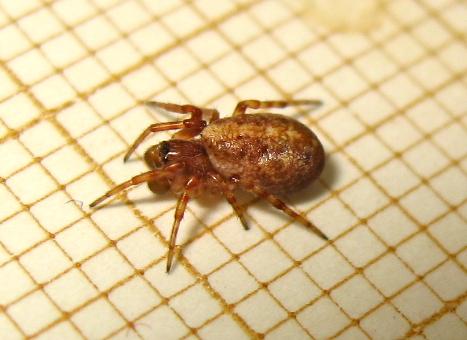 Réf. 169 502 : Cercidia prominens