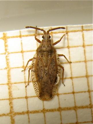 Catoplatus fabricii
