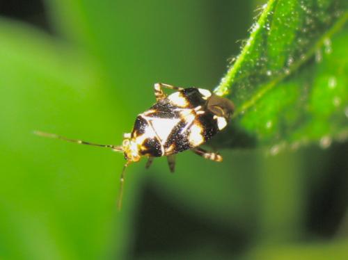 Liocoris tripustulatus