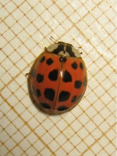 Harmonia axyridis