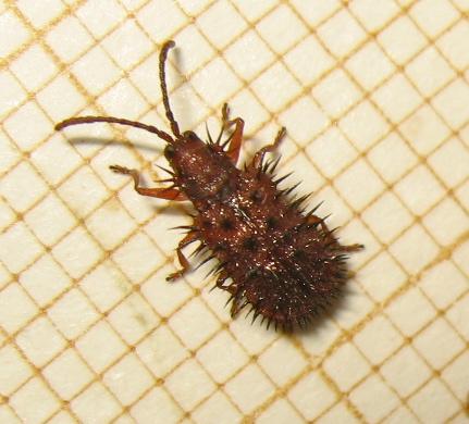 Réf. 169 355 : Dicladispa testacea