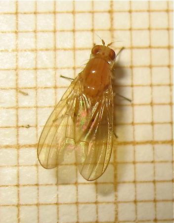 Sapromyza sp.