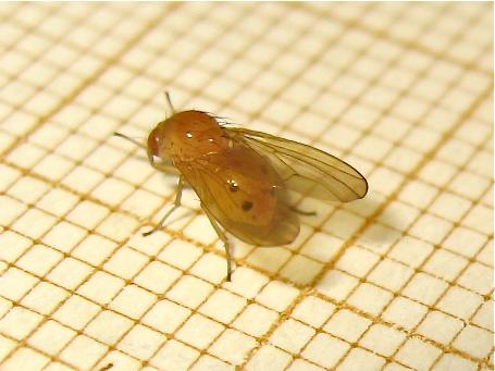 Sapromyza sp.
