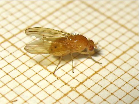 Sapromyza sp.