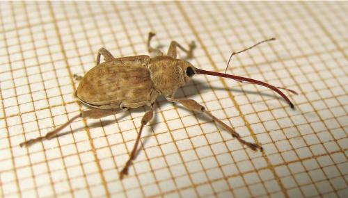 Réf. 169 790 : Curculio elephas