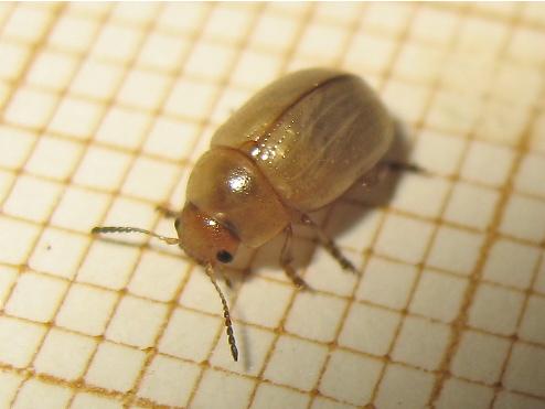 Gonioctena olivacea