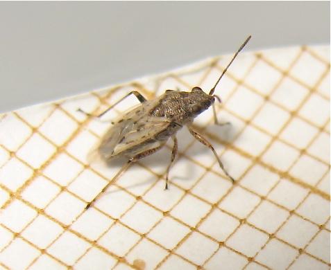 Nysius sp.