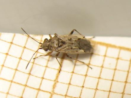 Nysius sp.