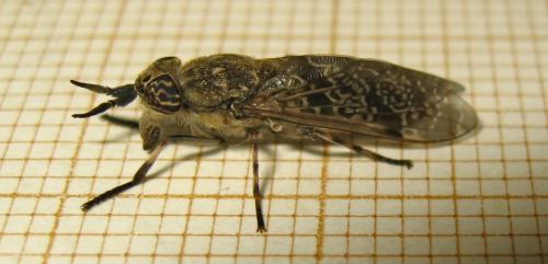 Haematopota pluvialis