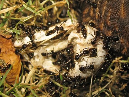 Lasius fuliginosus