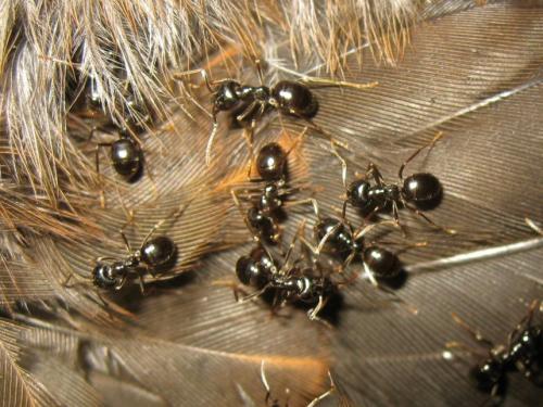 Lasius fuliginosus