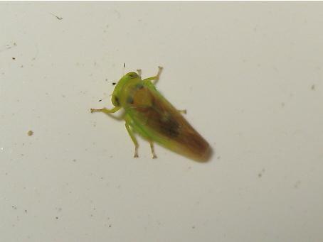 Réf. 169 951 : Populicerus sp.