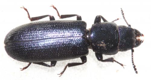 Temnoscheila caerulea