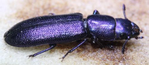 Temnoscheila caerulea