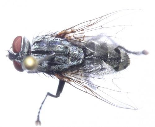 Sarcophila latifrons