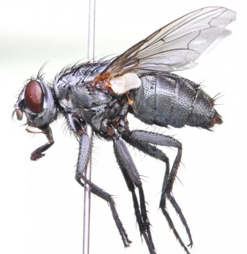 Réf. 169 475 : Sarcophila latifrons
