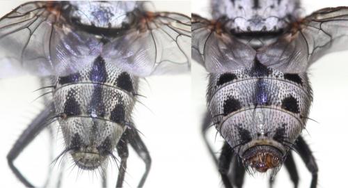 Réf. 169 476 : Sarcophila latifrons