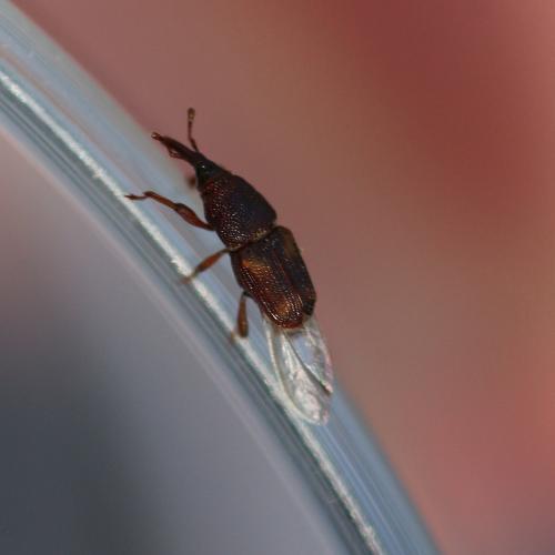Réf. 169 074 : Sitophilus sp.