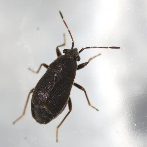 Réf. 169 636 : Stygnocoris rusticus
