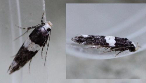 Réf. 169 696 : Recurvaria leucatella