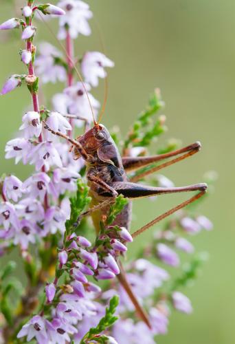 Antaxius sp.